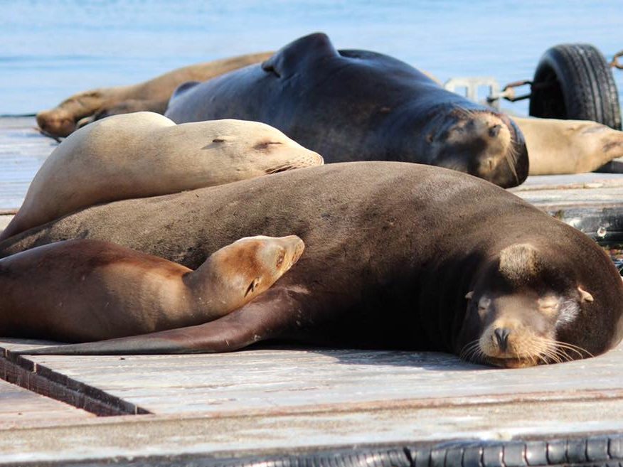 Sea Lions on the San Diego Bait Barge
