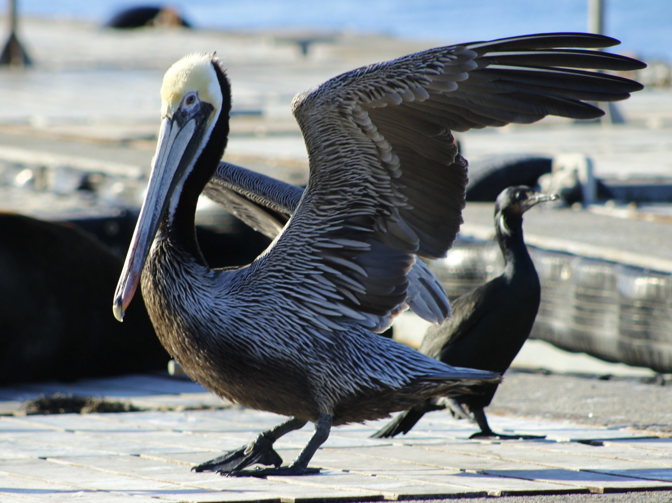 California Brown Pelican on a San Diego Bay Private Boat Tour