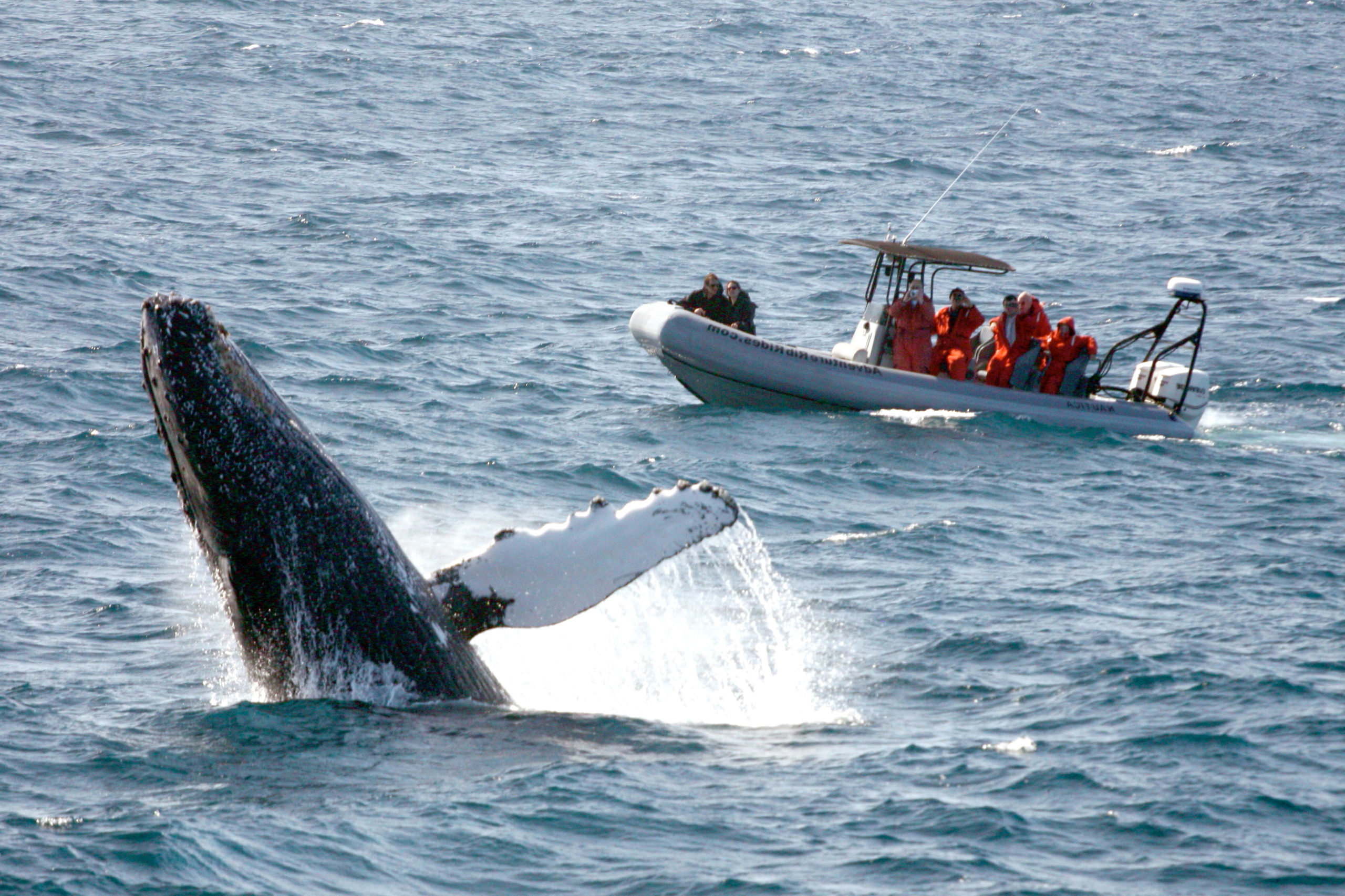 Whale surfacing with rigid inflatable whale watching tour boat in background