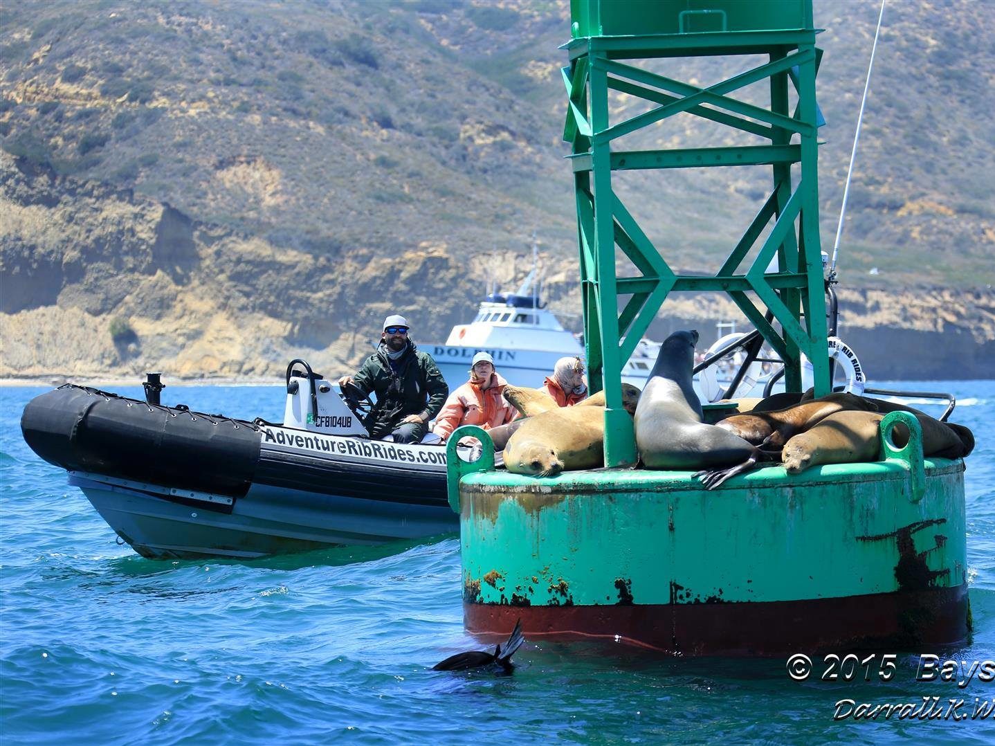 Explorie Harbor Cruise Sea Lions on a buoy by adventure whale watching san diego film crew boat
