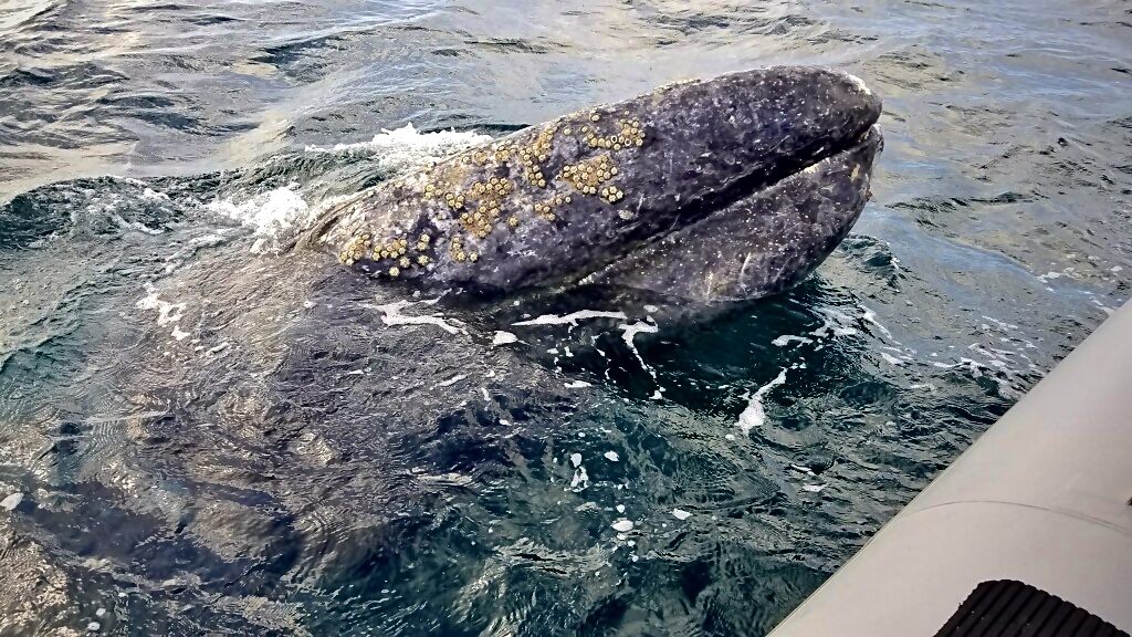 Whales in San Diego