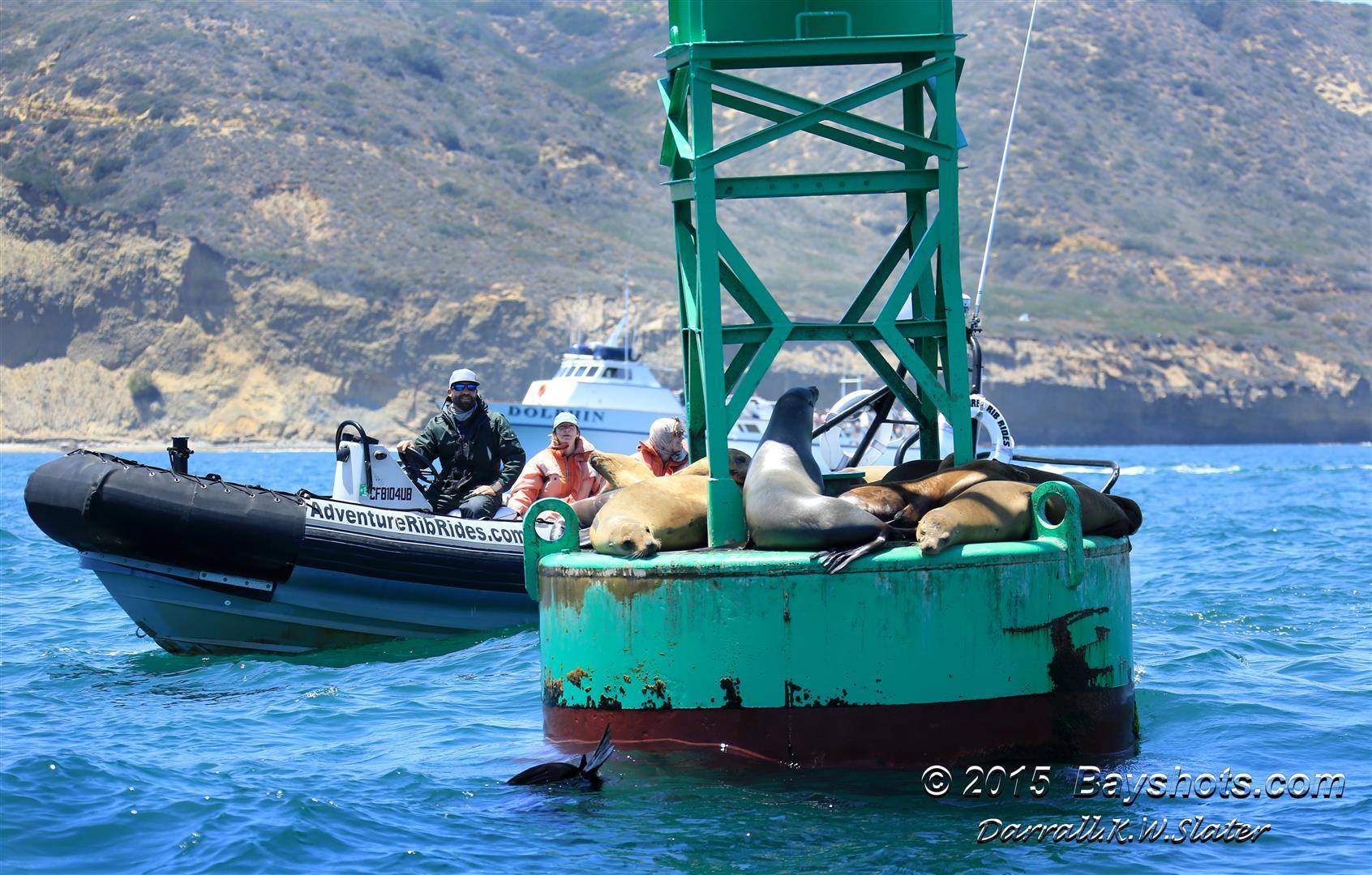 Sea Lions with boat behind