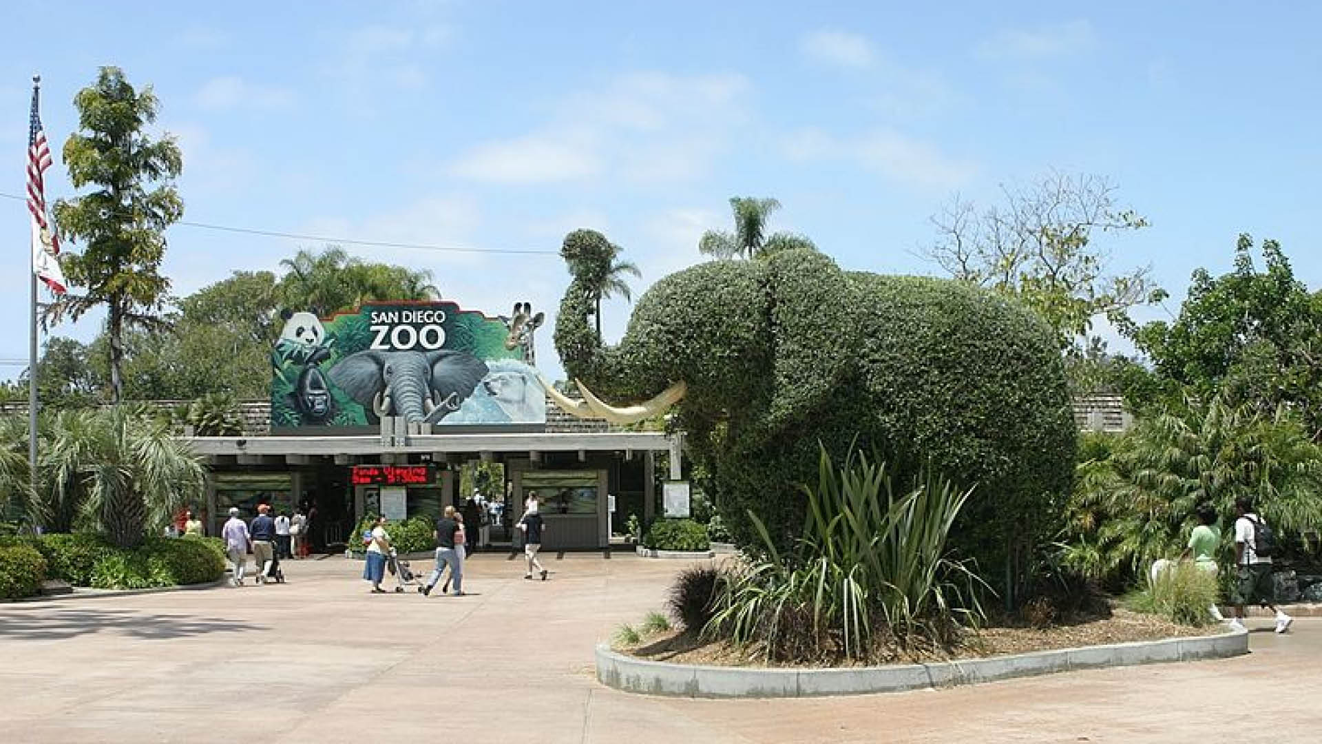 Bush elephant