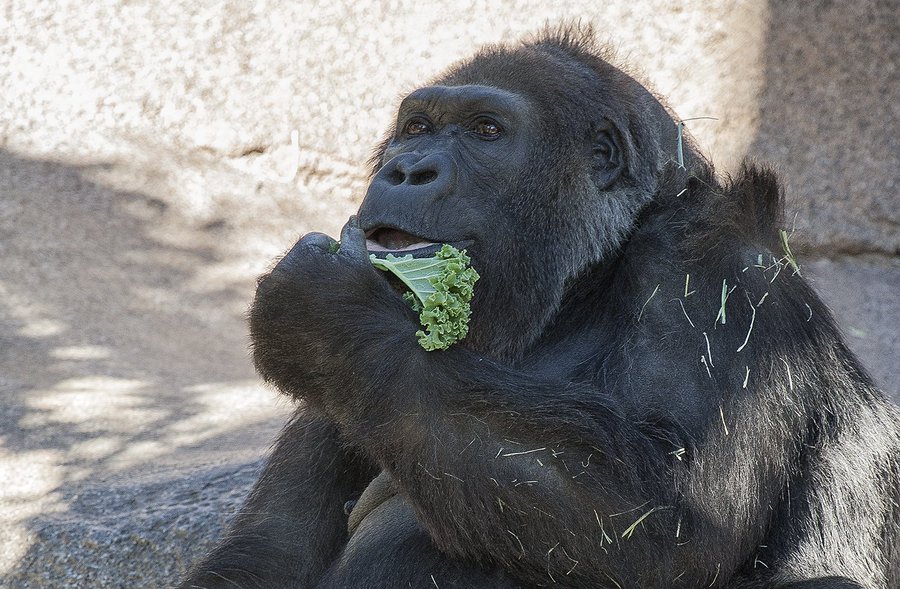 gorilla