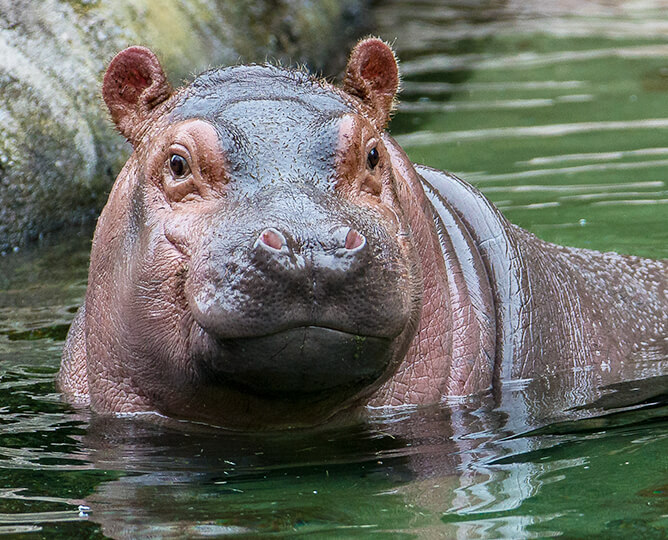 hippo